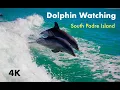 South Padre Island - Dolphin Watch Tour in 4K Texas beach