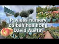 Payless Nursery o San Jose dang co hoa hong David Austin va Dao Donut gia tot K010