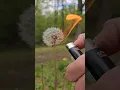 Survival food - dandelion seeds