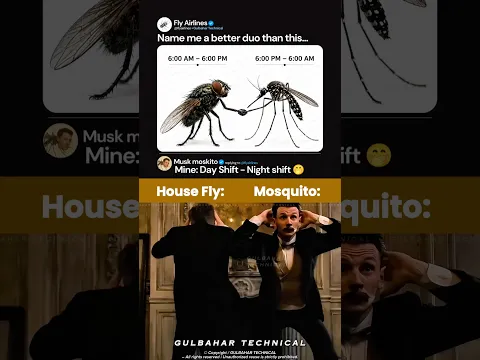 House Fly and Mosquito Work 24/7 😂