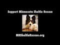 Minnesota Sheltie Rescue