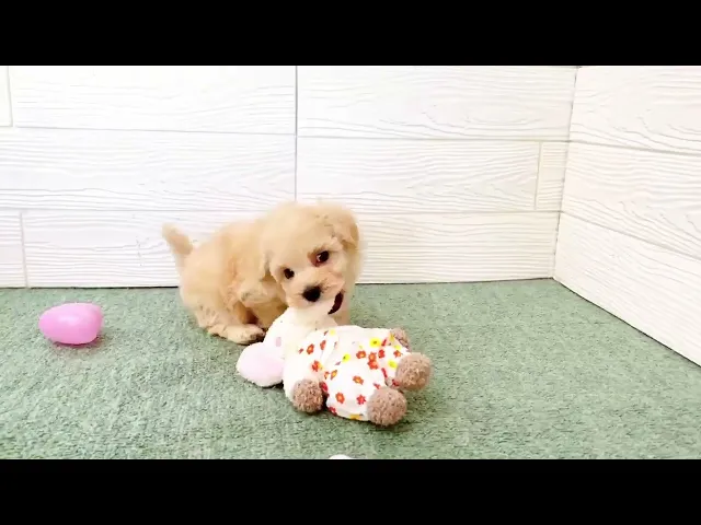 動画