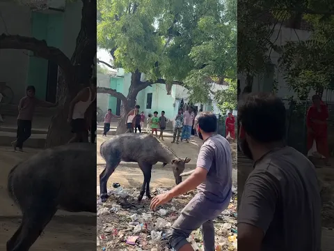 Neel Gay Ka Rescue Kiya… Janleva Tha Rescue! 😱 #gaumata #love #help #animals #humanity #viralvideo
