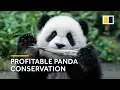 China s investment into panda conservation yields massive returns