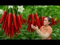Download Lagu Harvesting 1000+ Red Chili Peppers and Selling Them at the Market, Taking Care of Livestock 162