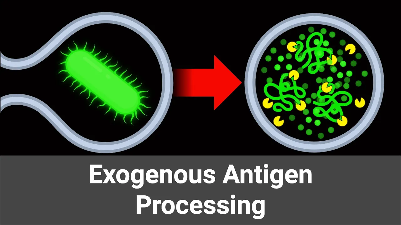 6.2 Exogenous Antigen Processing (Immunology 2025)