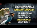 Download Lagu KOMBINASI MASTERAN TEMBAKAN TERMEWAH || JINJING PETULAK, BAJING KEKES DAN TENGKEK BUTO !!