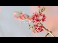 【翻譯】Johnny stimson - Flower  |  英繁中字