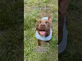 Download Lagu Nothing better than life with them ❤️ #dogs #dogshorts #shortsviral #shorts #trending #viral