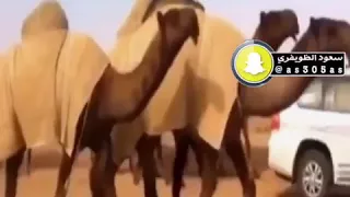 شيلة قدمك المطران سقم العداء سمن ذحاح تدري ان مطنخ مطير ماتحسب لاحد دندنها