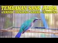 Download Lagu cucak cungkok istimewa full tembakan kasaran panjang