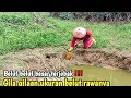 Download Lagu EDAN BELUTNYA‼️BEKAS RAWA MENGERING UKURAN BELUTNYA BESAR² SEMUA