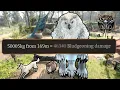 OWLBEARHEIMER2 - Baldur s Gate 3