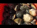 TOH Shellfish Hatchery Episode 1