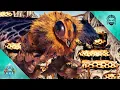 Taming a Queen Bee for my Own Honey Farm - ARK Survival Ascended E32