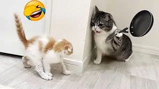 Try Not To Laugh Best Funny Cats and Dogs s 2026 Part 21