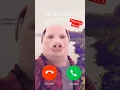 Download Lagu John Pork Keeps Calling P2 #shorts