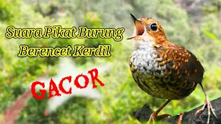 suara emas burung berencet kerdil pikat gacor 