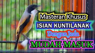 masteran cendet isian kuntilanak jernih dengan jeda sangat mudah masuk dengan jenis cendet apapun