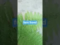 fern fronds plant