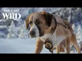 Download Lagu The Call of the Wild | New Lead Dog Clip