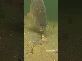 So what went wrong? #carp #fishing #underwater