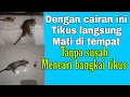 Download Lagu Usir Tikus langsung mati di tempat dengan cairan ini