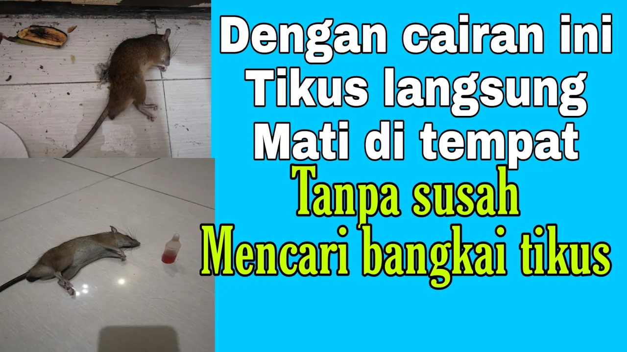 Membuat jebakan-jebakan tikus yang ampuh dengan mudah, murah, dan manjur. 