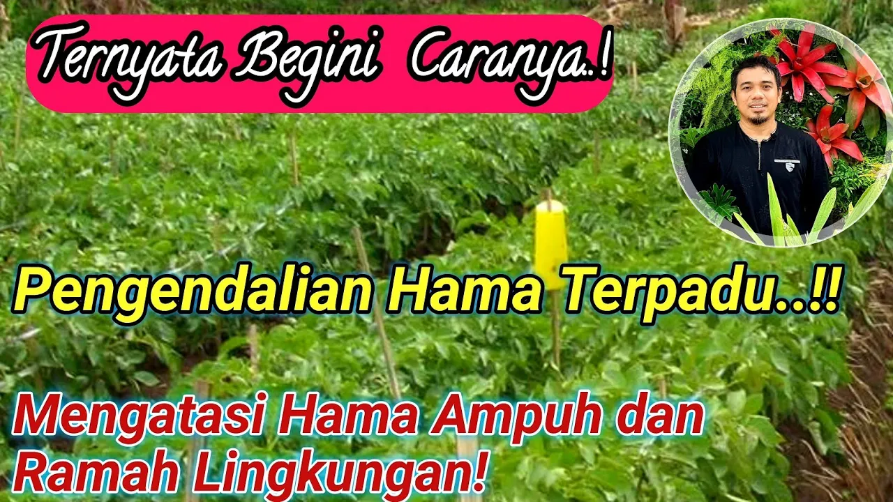 Harus Tahu..! Cara mengendalikan  Hama Yang Ampuh, Aman, Ramah Lingkungan, Pengendalian Hama Terpadu