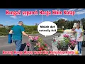 Download Lagu Borong Tanaman! Bikin Kalap separoh Harga 😅