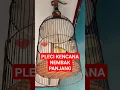 Download Lagu pleci nembak panjang kencana #totalbukpar #plecimania #pleci