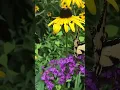 Download Lagu Butterflies on flowers in southern Indiana