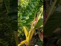Download Lagu #magical #flowers #videoshorts