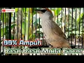 Download Lagu Ampuh Pancing Bunyi Buat Burung Kaso Kaso Bahan