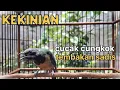 Download Lagu cucak cungkok gacor tembakan sadis