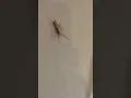 Download Lagu House/Long Legged Centipede interrupts my bathtime (Venice, Italy)