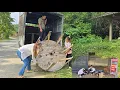 Download Lagu Talented girl helps rose move house and decorate new workshop