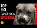 TOP 10 DANGEROUS DOG BREEDS