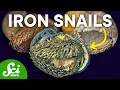 The Indestructible Deep Sea Snail