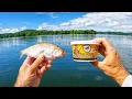 Night Crawlers vs Shad Catfish Bait Challenge EPIC Surprise Catch
