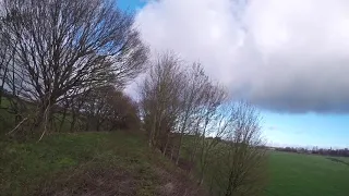harris hawk hunting rabbits and pheasants 2018