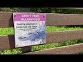 Download Lagu Woman dragged into woods by 7-foot alligator in Collier County, report shows