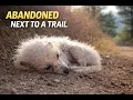 A Poodle Puppy was Found Abandoned on a Trail What Happened Next Changed This Dog s Life Forever
