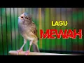 live 9#, KENARI STARBLUE JUARA, KENARI LAGU MEWAH, MASTERAN KENARI PAUD AGAR CEPAT NGELAGU MEWAH