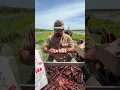 Frozen Boiled Crawfish