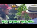 Lagu SEMAKIN KECIL, SEMAKIN MAHAL HARGANYA