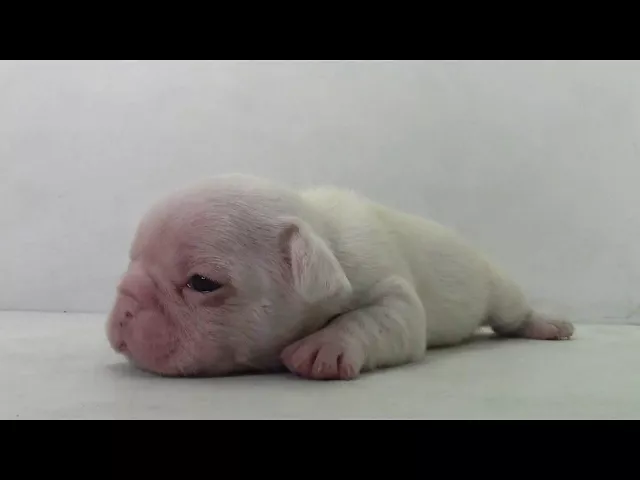 動画