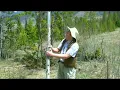 you can tell that it s an aspen tree because of the way it is