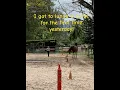 Download Lagu I got to lunge a horse yesterday!!🐴🐎 #horsesaremylife #lunging
