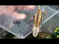 Breeding Gargoyle Geckos Morphs genetics phenotypes Developing color